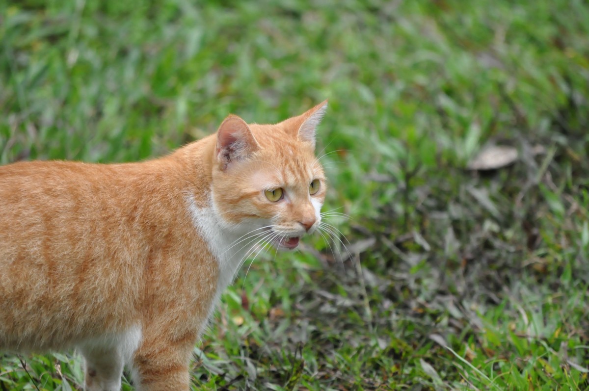 图片素材 : 宠物, 喝水, 动物收容所, 猫咪, 小到中型猫, 猫喜欢哺乳动物 4576x2576 - - 743882 - 素材中国 ... Which Tablet Is Best For Students In 2023