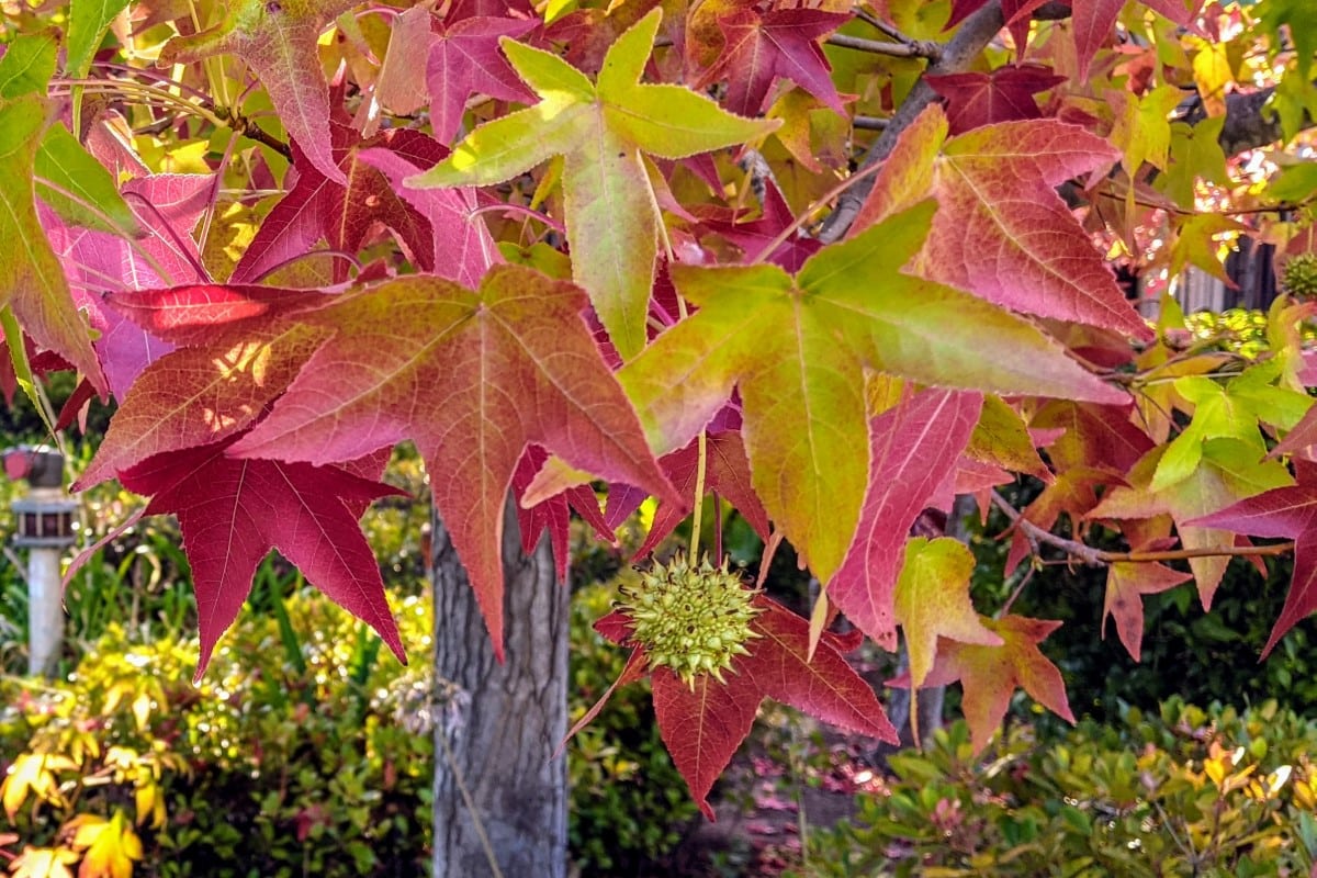 Sweetgum types gumball identification liquidambar foliage autumn How To Navigate The Home Buying Process Step By Step